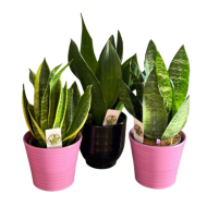 Paşa Kılıcı (Sansevieria)