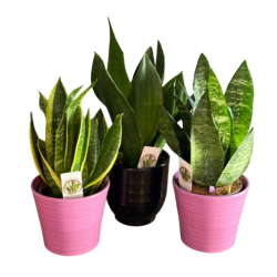 Paşa Kılıcı (Sansevieria)