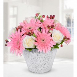 Saksıda Beyaz Gül ve Gerbera