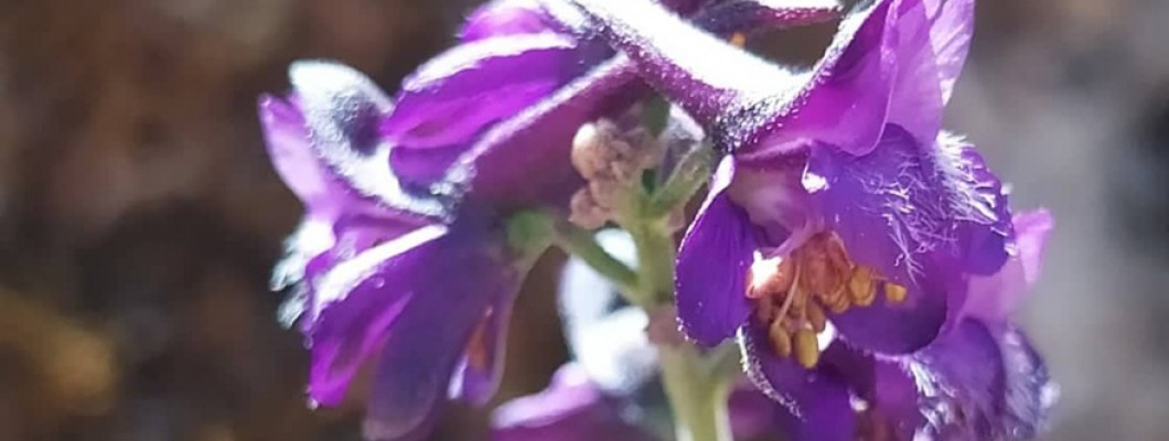 KIBRIS'IN ENDEMİK BİTKİLERİ 4 (Sadece Kıbrıs'ta Yaşayan Bitkiler)