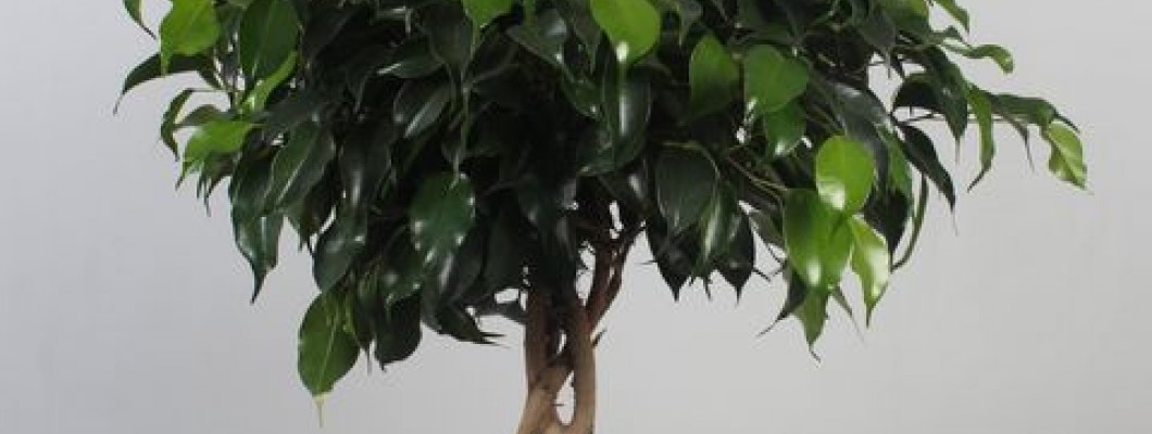 Ficus Danielle