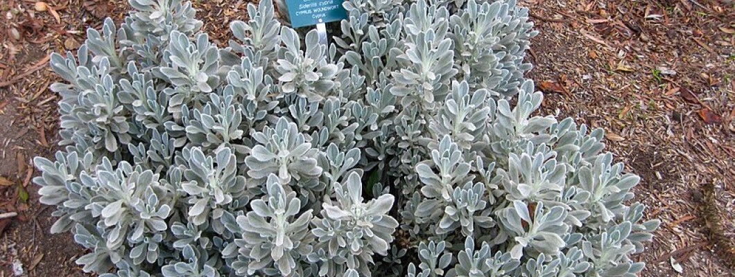 KIBRIS'IN ENDEMİK BİTKİLERİ 2 (Sadece Kıbrıs'ta Yaşayan Bitkiler)