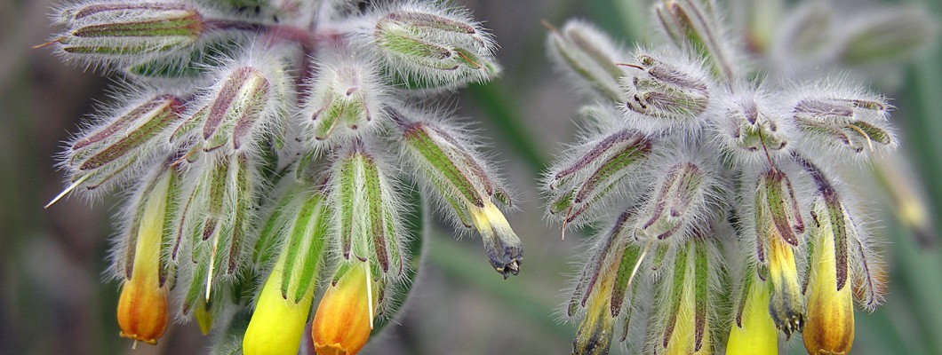 KIBRIS'IN ENDEMİK BİTKİLERİ 3 (Sadece Kıbrıs'ta Yaşayan Bitkiler)