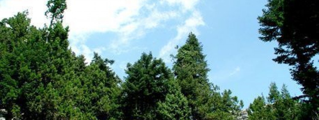 KKTC'nin Bitki Örtüsü