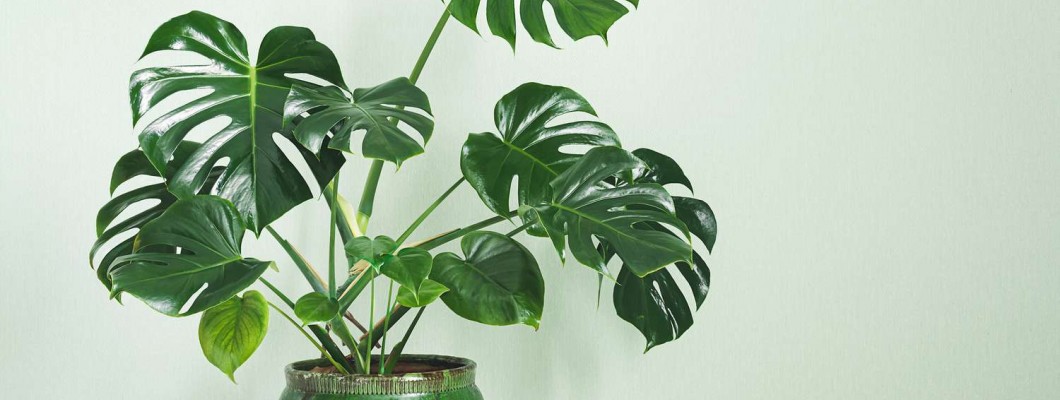Deve Tabanı (Monstera)