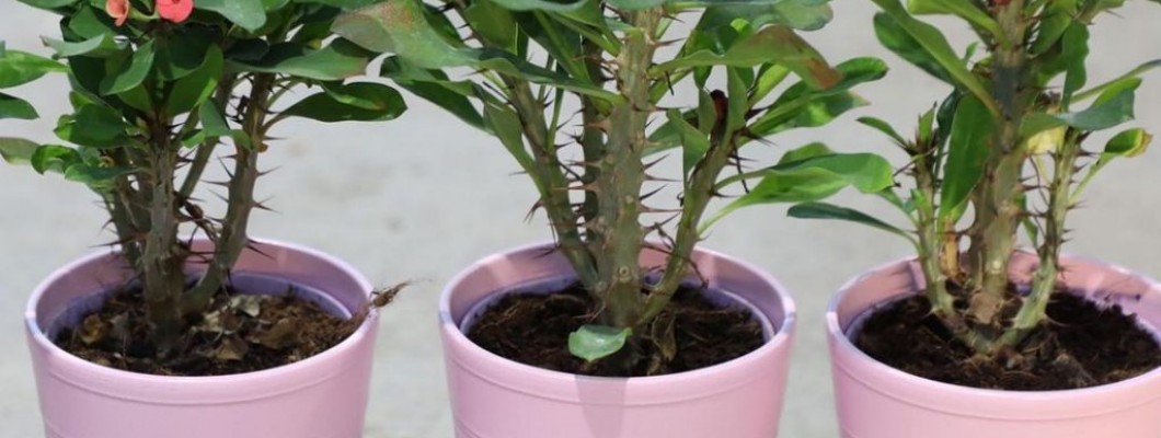 Dikenler Tacı (Euphorbia Milii)
