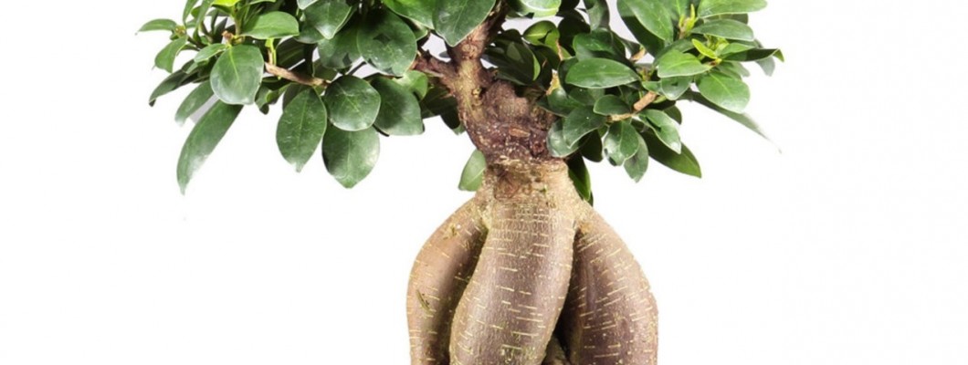 Ficus Ginseng Bonsai