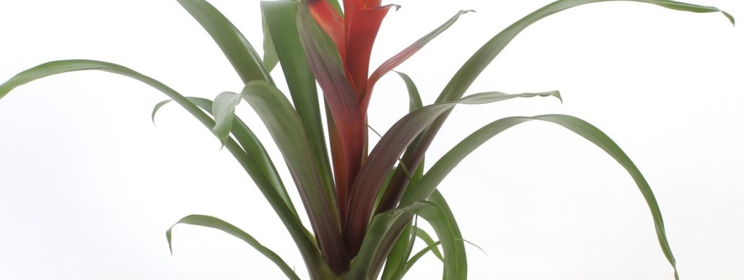 Guzmania