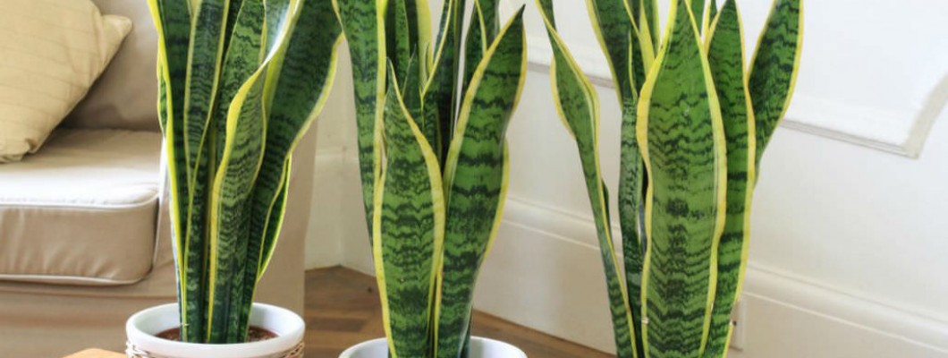 Paşa Kılıcı (Sansevieria)