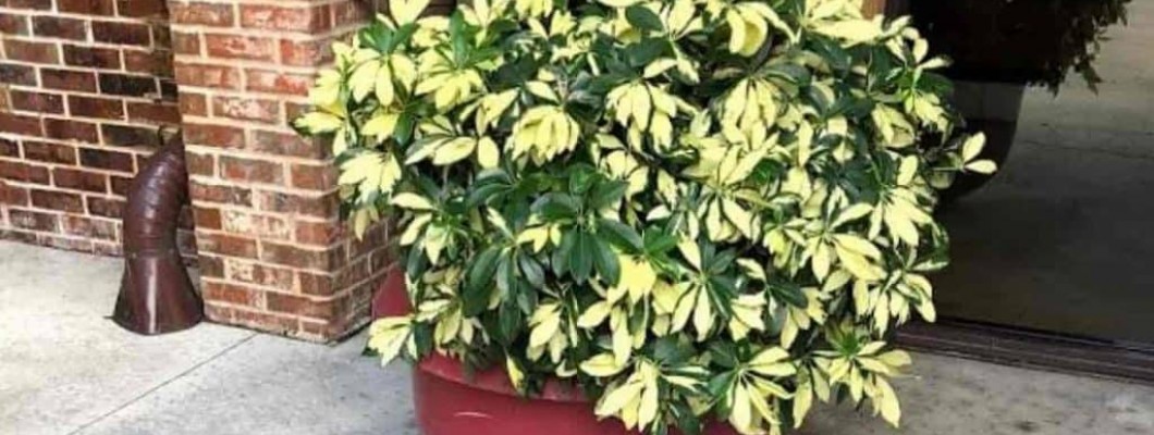 Şeflera (Schefflera)