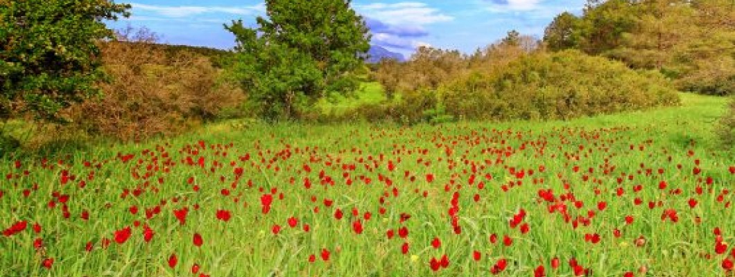 KIBRIS'IN ENDEMİK BİTKİLERİ 1 (Sadece Kıbrıs'ta Yaşayan Bitkiler)