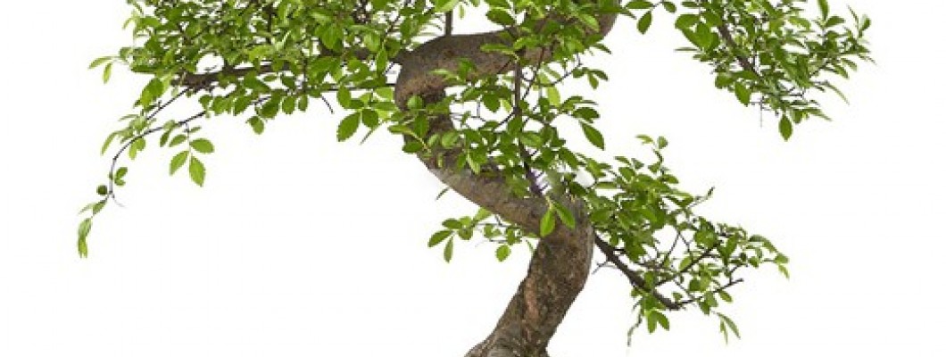 Zelkova Bonsai