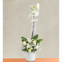Su Perisi Orkide Lilyum ve 3 Beyaz Gül Aranjmanı